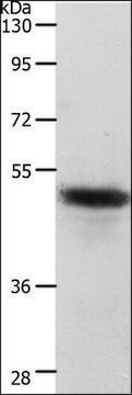 Anti-CERS2 antibody produced in rabbit affinity isolated antibody