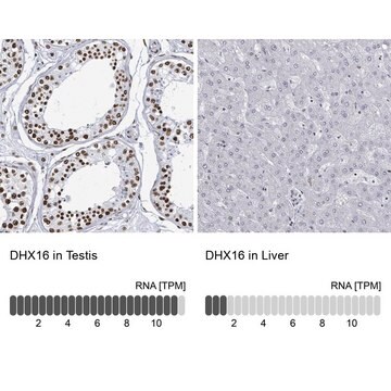 Anti-DHX16 antibody produced in rabbit Prestige Antibodies&#174; Powered by Atlas Antibodies, affinity isolated antibody, buffered aqueous glycerol solution