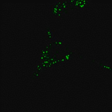 BioTracker&#8482; TAS2 Proteasome Activity Live Cell Probe