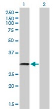 Anti-C18ORF10 antibody produced in mouse purified immunoglobulin, buffered aqueous solution