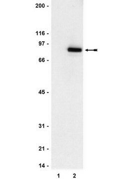 Anticuerpo anti-fosfo-STAT3 (Tyr705), clon 9E12 clone 9E12, Upstate&#174;, from mouse