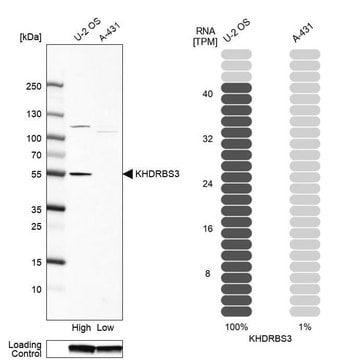 Anti-KHDRBS3 antibody produced in rabbit Prestige Antibodies&#174; Powered by Atlas Antibodies, affinity isolated antibody