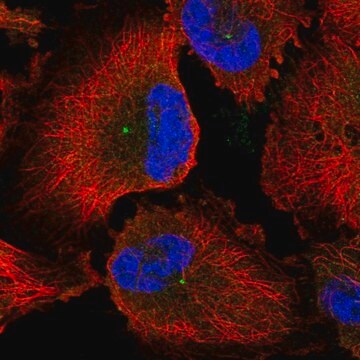 Anti-CEP170 antibody produced in rabbit Prestige Antibodies&#174; Powered by Atlas Antibodies, affinity isolated antibody