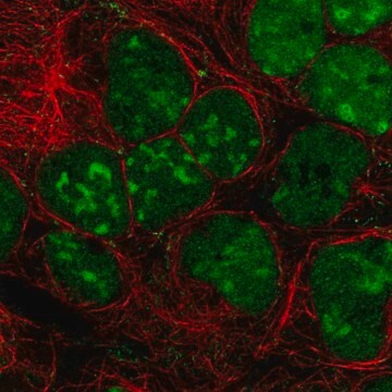 Anti-GPRIN3 antibody produced in rabbit Prestige Antibodies&#174; Powered by Atlas Antibodies, affinity isolated antibody