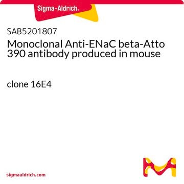 Monoclonal Anti-ENaC beta-Atto 390 antibody produced in mouse clone 16E4