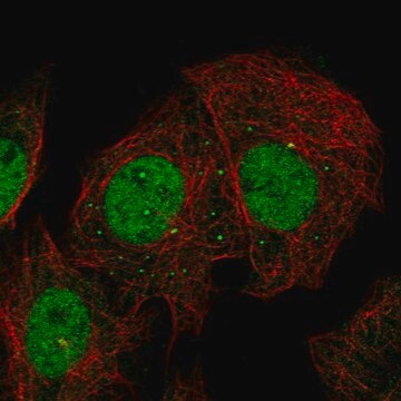 Anti-Paf1 Antibody Produced In Rabbit Prestige Antibodies&#174; Powered by Atlas Antibodies, affinity isolated antibody, buffered aqueous glycerol solution