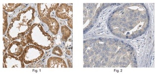 Anti-RASSF1 Antibody, clone 5C9.1 clone 5C9.1, from mouse