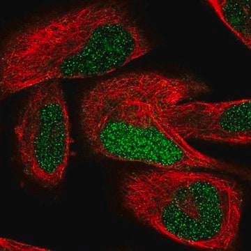 Anti-TCEAL7 antibody produced in rabbit Prestige Antibodies&#174; Powered by Atlas Antibodies, affinity isolated antibody