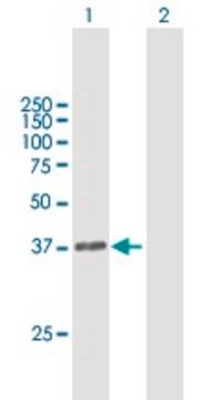 Anti-DPPA4 antibody produced in mouse purified immunoglobulin, buffered aqueous solution