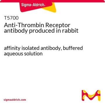 Anti-Thrombin Receptor antibody produced in rabbit affinity isolated antibody, buffered aqueous solution