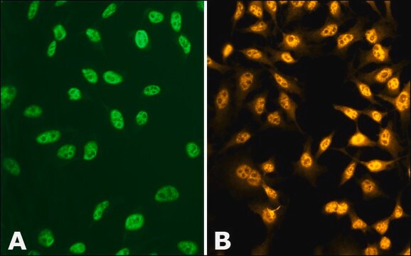 Anti-phospho-TDP-43 [pSer409] antibody produced in rabbit ~1.0&#160;mg/mL, affinity isolated antibody