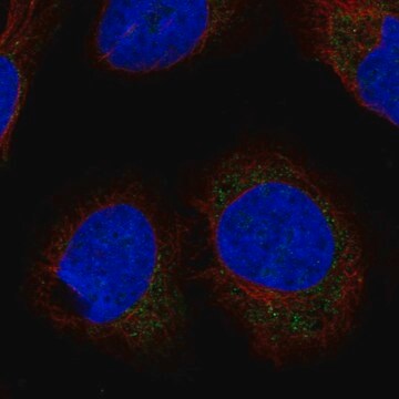 Anti-LETMD1 antibody produced in rabbit Prestige Antibodies&#174; Powered by Atlas Antibodies, affinity isolated antibody