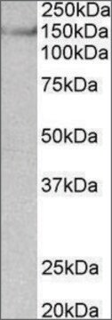 Anti-SYNGAP1 antibody produced in goat affinity isolated antibody, buffered aqueous solution