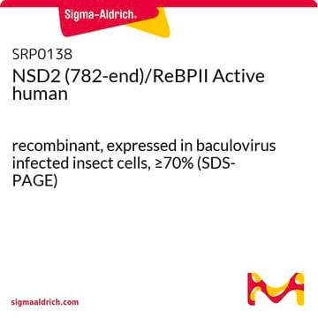 NSD2 (782-end)/ReBPII Active human recombinant, expressed in baculovirus infected insect cells, &#8805;70% (SDS-PAGE)