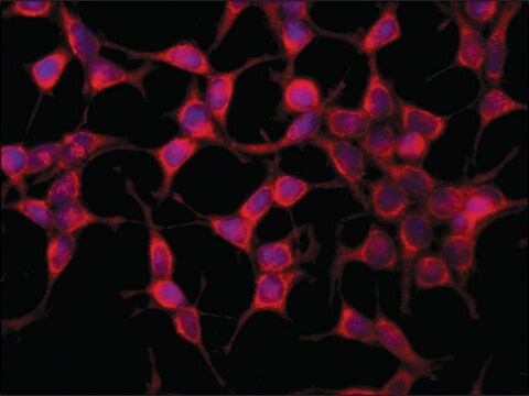 Anti-AS160 antibody produced in rabbit ~1.5&#160;mg/mL, affinity isolated antibody