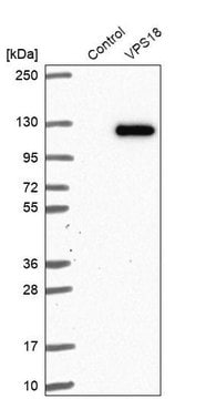 Anti-VPS18 antibody produced in rabbit Prestige Antibodies&#174; Powered by Atlas Antibodies, affinity isolated antibody, buffered aqueous glycerol solution