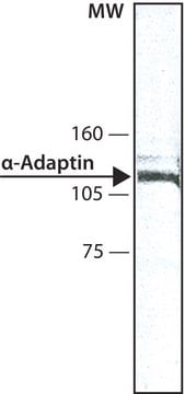 Monoclonal Anti-&#945;-Adaptin antibody produced in mouse clone 100/2, ascites fluid