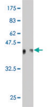 Monoclonal Anti-ID1 antibody produced in mouse clone 1D9, purified immunoglobulin, buffered aqueous solution