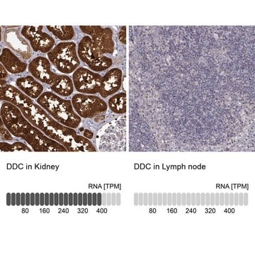 抗DDC ウサギ宿主抗体 Prestige Antibodies&#174; Powered by Atlas Antibodies, affinity isolated antibody, buffered aqueous glycerol solution