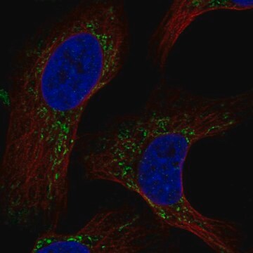 Anti-MAIP1 antibody produced in rabbit Prestige Antibodies&#174; Powered by Atlas Antibodies, affinity isolated antibody