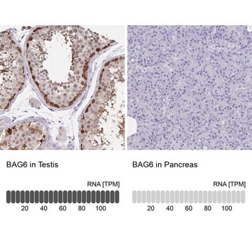 Anti-BAG6 antibody produced in rabbit Prestige Antibodies&#174; Powered by Atlas Antibodies, affinity isolated antibody, buffered aqueous glycerol solution