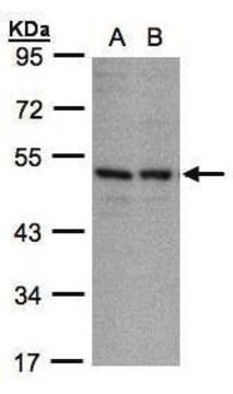 Anti-KIR3DL1 antibody produced in rabbit affinity isolated antibody, buffered aqueous solution