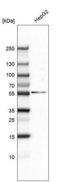 Monoclonal Anti-GSPT1 antibody produced in mouse Prestige Antibodies&#174; Powered by Atlas Antibodies, clone CL5506, purified immunoglobulin, buffered aqueous glycerol solution