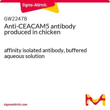 Anti-CEACAM5 antibody produced in chicken affinity isolated antibody, buffered aqueous solution