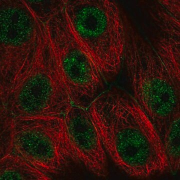 Anti-PI4KA antibody produced in rabbit Prestige Antibodies&#174; Powered by Atlas Antibodies, affinity isolated antibody