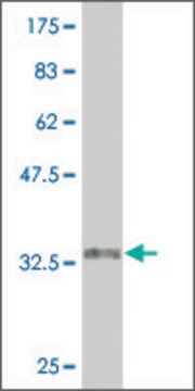 Monoclonal Anti-CARM1 antibody produced in mouse clone 6G9, purified immunoglobulin, buffered aqueous solution