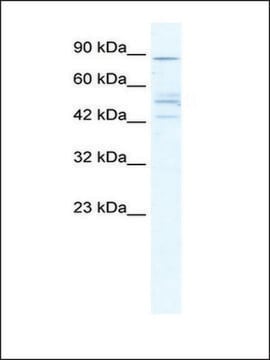 Anti-CHRNB2 (AB1) antibody produced in rabbit IgG fraction of antiserum