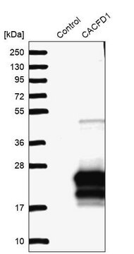 Anti-CACFD1 antibody produced in rabbit Prestige Antibodies&#174; Powered by Atlas Antibodies, affinity isolated antibody, buffered aqueous glycerol solution