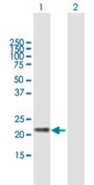 Anti-GM2A antibody produced in mouse purified immunoglobulin, buffered aqueous solution