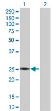 Anti-PTTG1 antibody produced in rabbit purified immunoglobulin, buffered aqueous solution