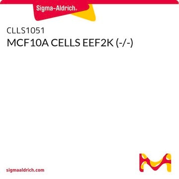 MCF10A CELLS EEF2K (-/-)