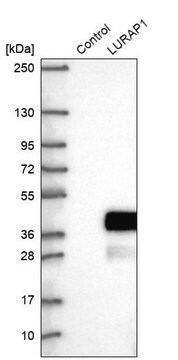 Anti-LURAP1 antibody produced in rabbit Prestige Antibodies&#174; Powered by Atlas Antibodies, affinity isolated antibody, buffered aqueous glycerol solution, ab2