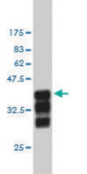 Monoclonal Anti-CUL3 antibody produced in mouse clone 1A3, purified immunoglobulin, buffered aqueous solution