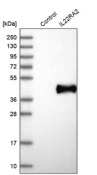 Anti-IL22RA2 antibody produced in rabbit Prestige Antibodies&#174; Powered by Atlas Antibodies, affinity isolated antibody, buffered aqueous glycerol solution