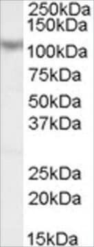 Anti-MAML1/MASTermIND antibody produced in goat affinity isolated antibody, buffered aqueous solution