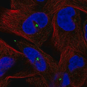 Anti-CETN3 antibody produced in rabbit Prestige Antibodies&#174; Powered by Atlas Antibodies, affinity isolated antibody