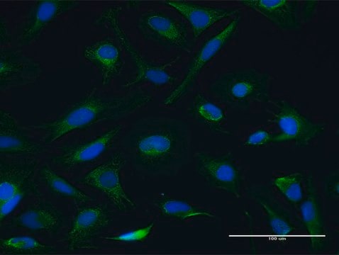 Anti-CETN3 antibody produced in mouse purified immunoglobulin, buffered aqueous solution