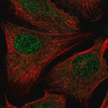 Anti-RAD54L2 antibody produced in rabbit Prestige Antibodies&#174; Powered by Atlas Antibodies, affinity isolated antibody