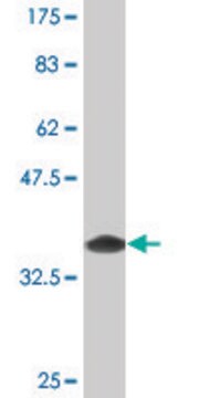 Monoclonal Anti-SH3MD2, (C-terminal) antibody produced in mouse clone 1F7, purified immunoglobulin, buffered aqueous solution