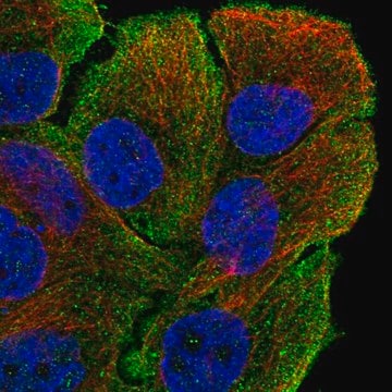 Anti-MYO5B antibody produced in rabbit Prestige Antibodies&#174; Powered by Atlas Antibodies, affinity isolated antibody