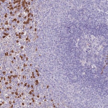 Anti-PHLPP2 antibody produced in rabbit Prestige Antibodies&#174; Powered by Atlas Antibodies, affinity isolated antibody, buffered aqueous glycerol solution