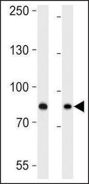 ANTI-USP51 (CENTER) antibody produced in rabbit affinity isolated antibody, buffered aqueous solution