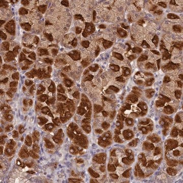 Anti-NUBP2 antibody produced in rabbit Prestige Antibodies&#174; Powered by Atlas Antibodies, affinity isolated antibody, buffered aqueous glycerol solution