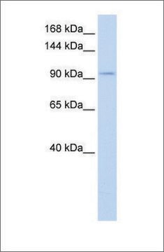 Anti-SALL3 antibody produced in rabbit affinity isolated antibody