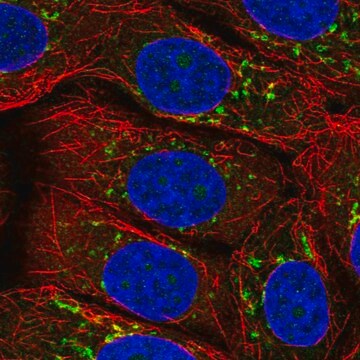 Anti-Arfip2 Antibody Produced In Rabbit Prestige Antibodies&#174; Powered by Atlas Antibodies, affinity isolated antibody, buffered aqueous glycerol solution