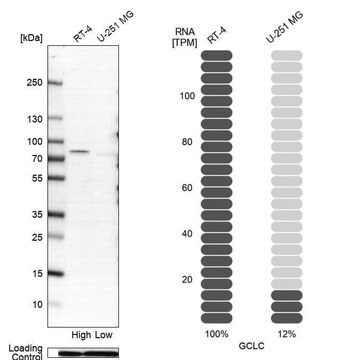 Anti-GCLC antibody produced in rabbit Prestige Antibodies&#174; Powered by Atlas Antibodies, affinity isolated antibody, buffered aqueous glycerol solution